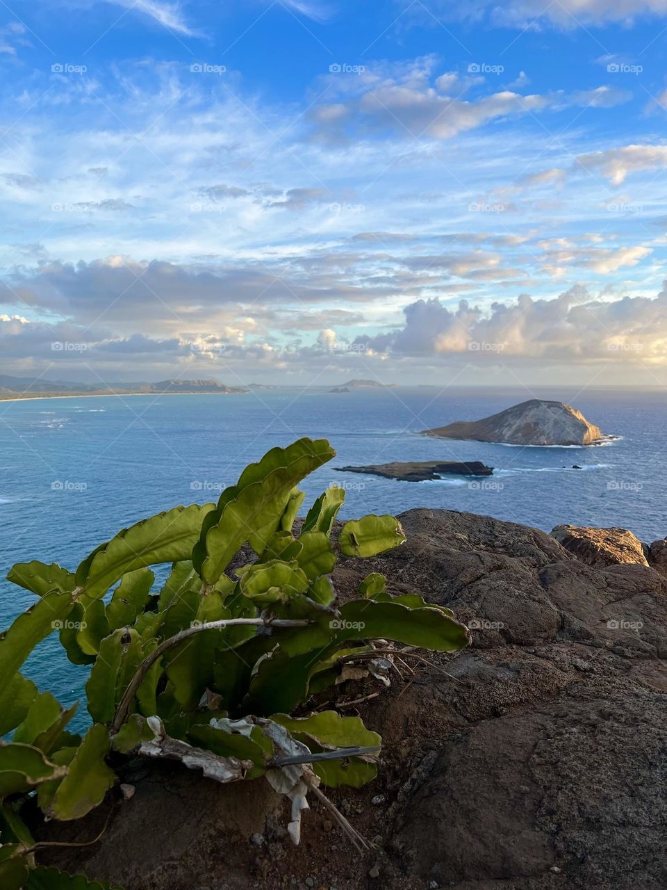 White fleshed pitahaya cactus growing on the side of a cliff looking over Waimanalo Bay  