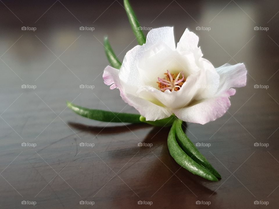 my beautiful Portulaca grandiflora