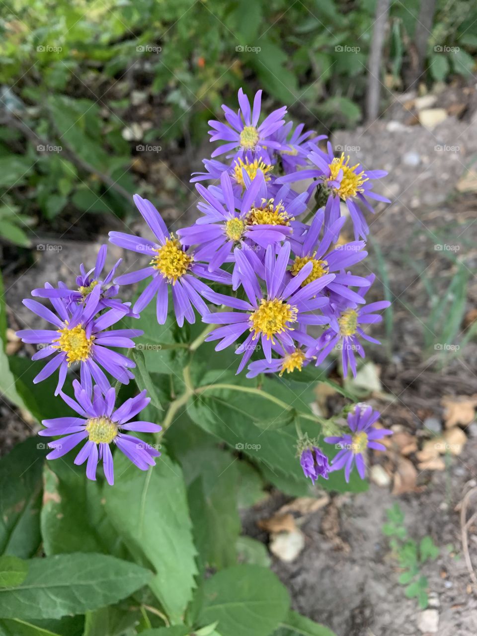 Purple wild flowers 