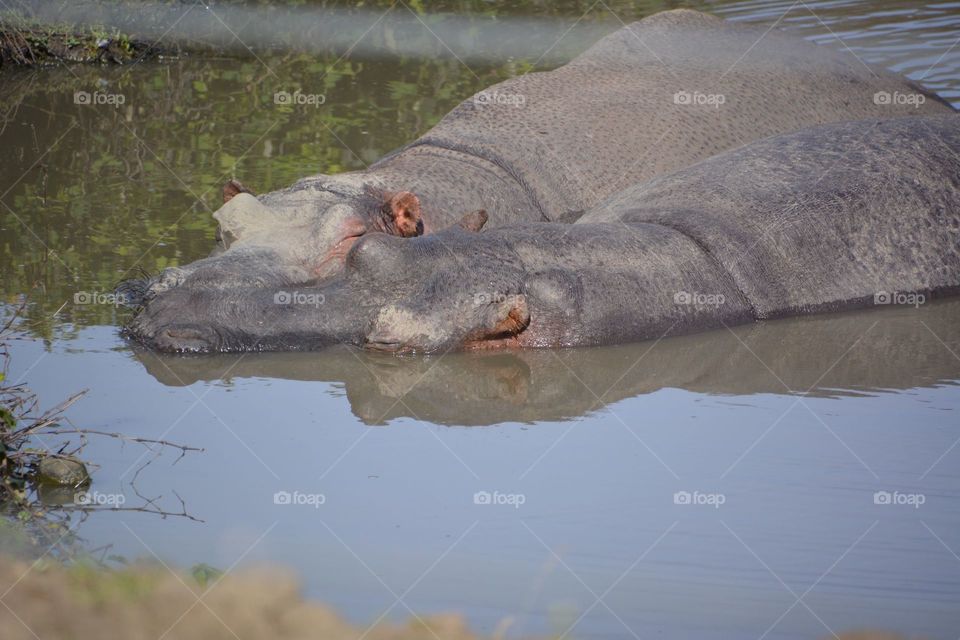 Hippos lounging on the edge of the pool 