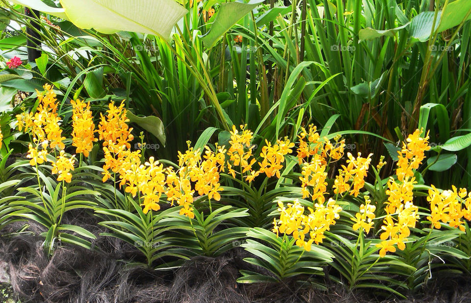Yellow orchids
