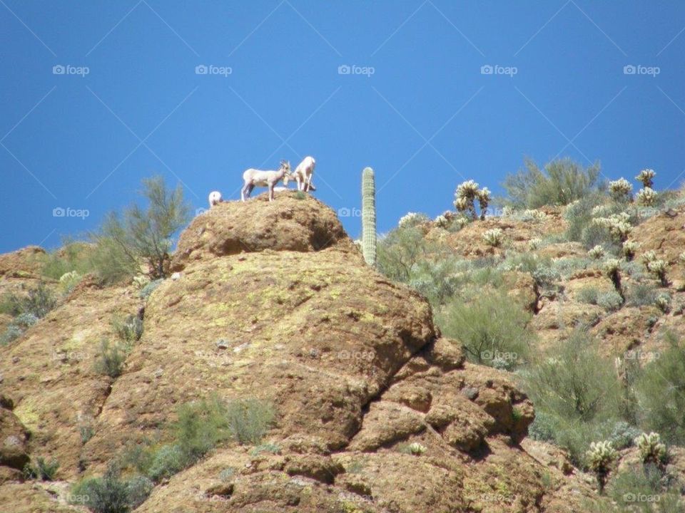 Mountain Goats