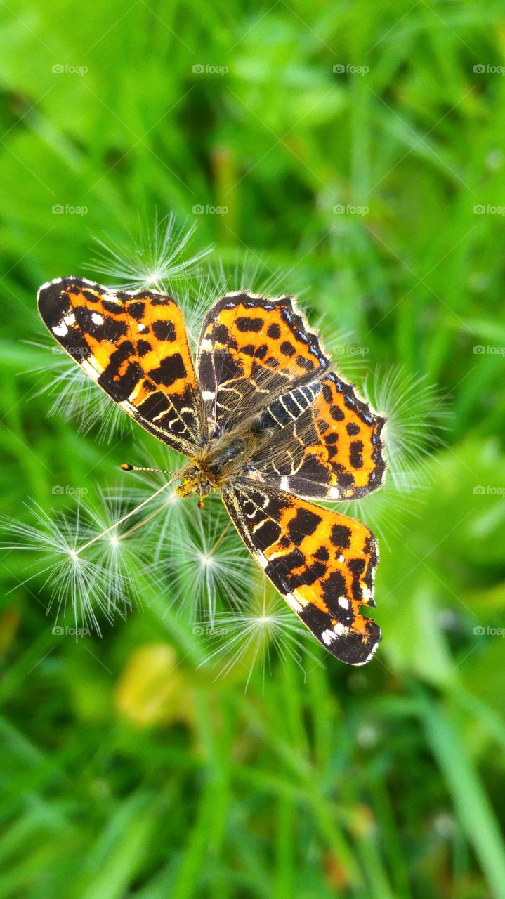 orange butterfly on a fluffy dandelion in the grass field