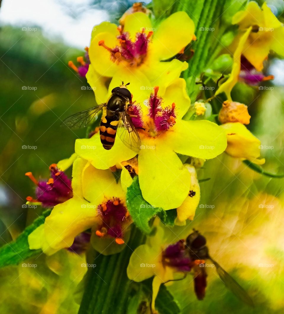 Close-up of a hoverfly sitting on the blossoms of a mullein
