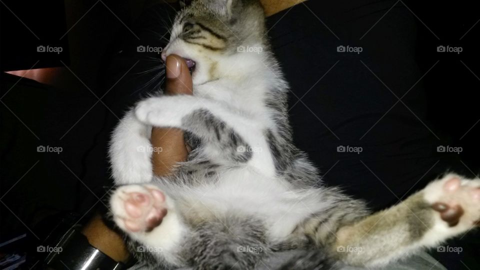 The cutest pets in the world