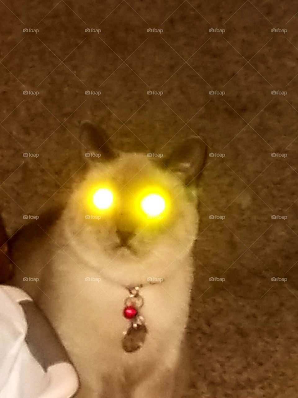 Kitty Hypnosis