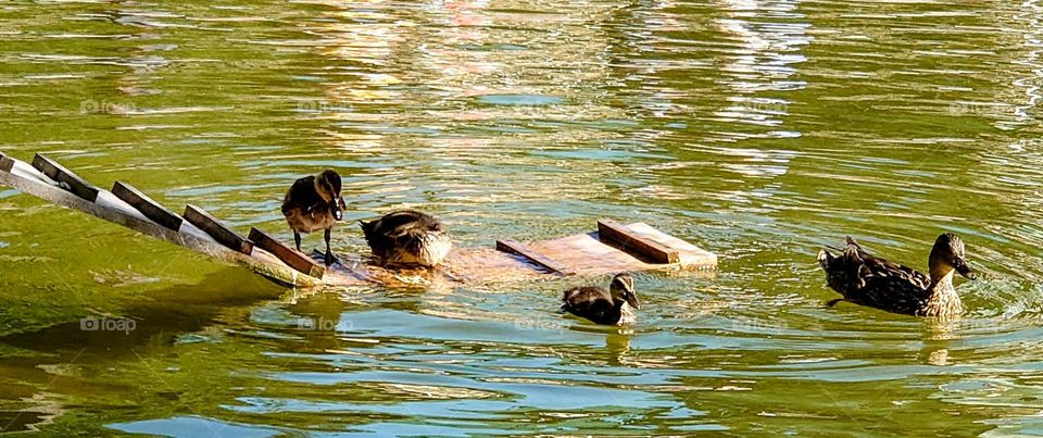 Bird's family 🦆🦆