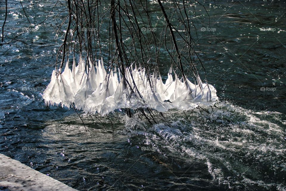 Bizarre frozen icicles hanging from the branches of a tree in a river