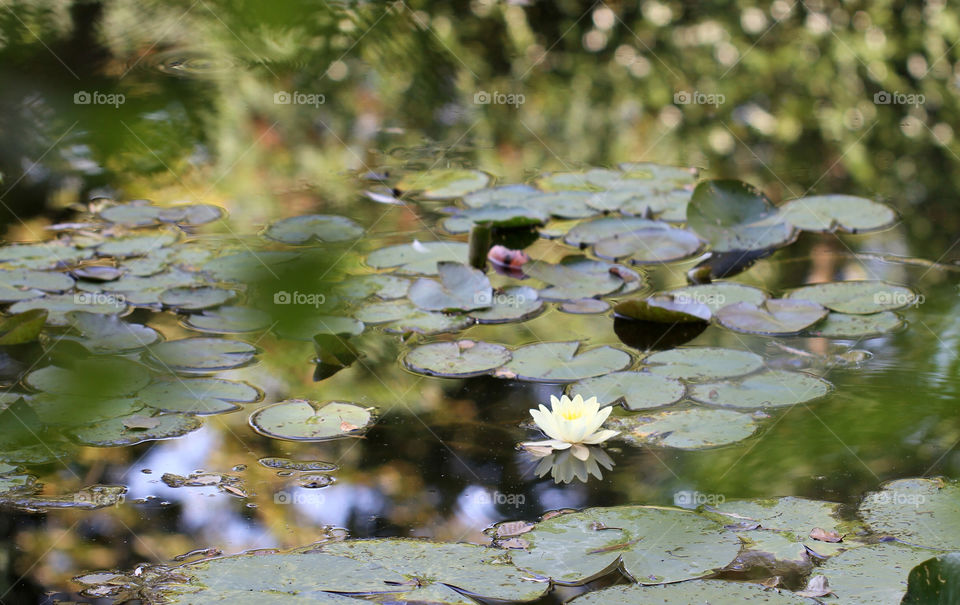 Flowers at Giverny white water Lilly reflections