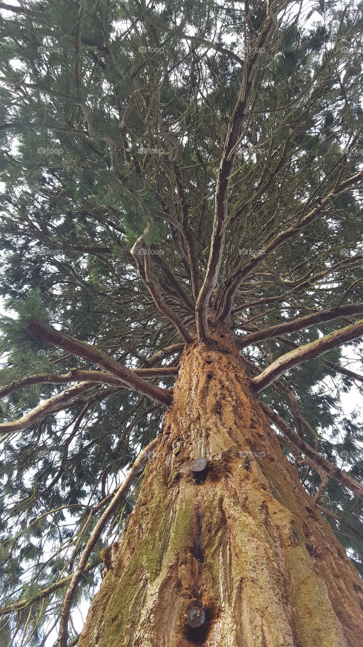 giant redwood