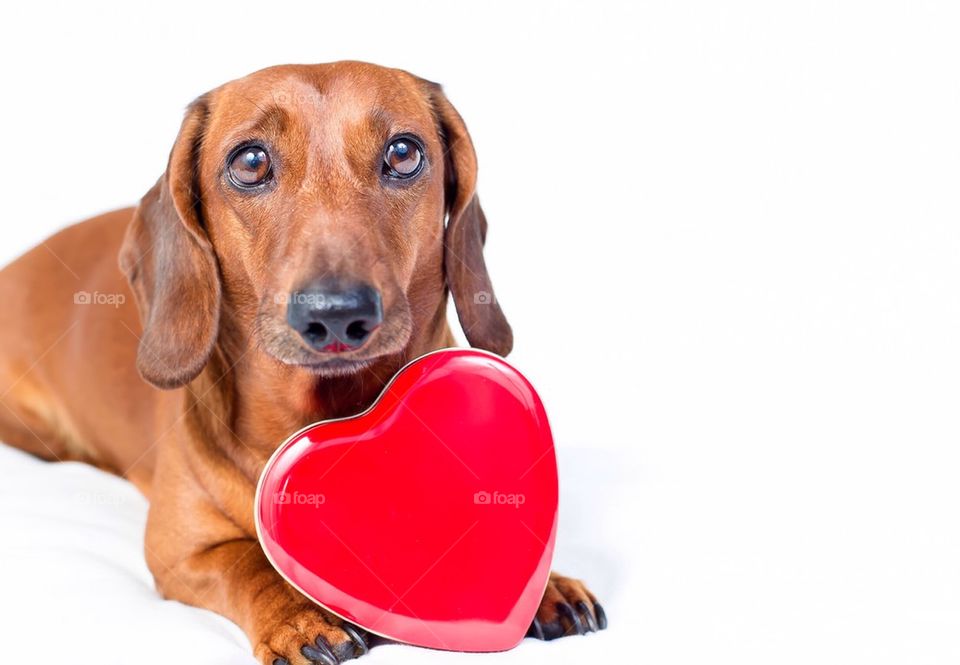 Portrait of dog with red heart