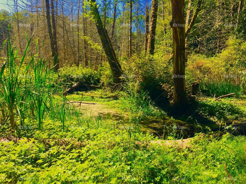 A walk in the Woods, near Port Gamble, WA