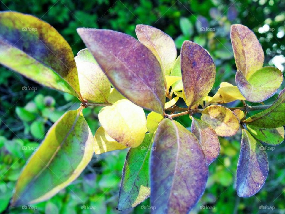 Leaves