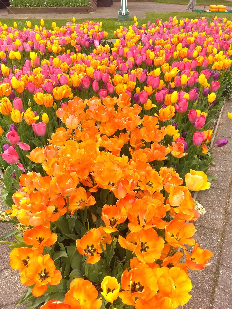 Tulip Festival in Holland, Mi