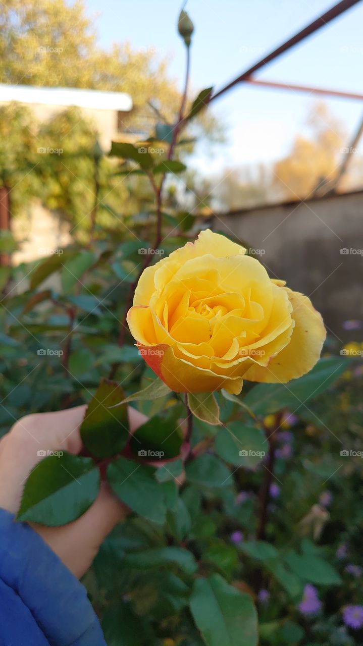 small yellow rose bud