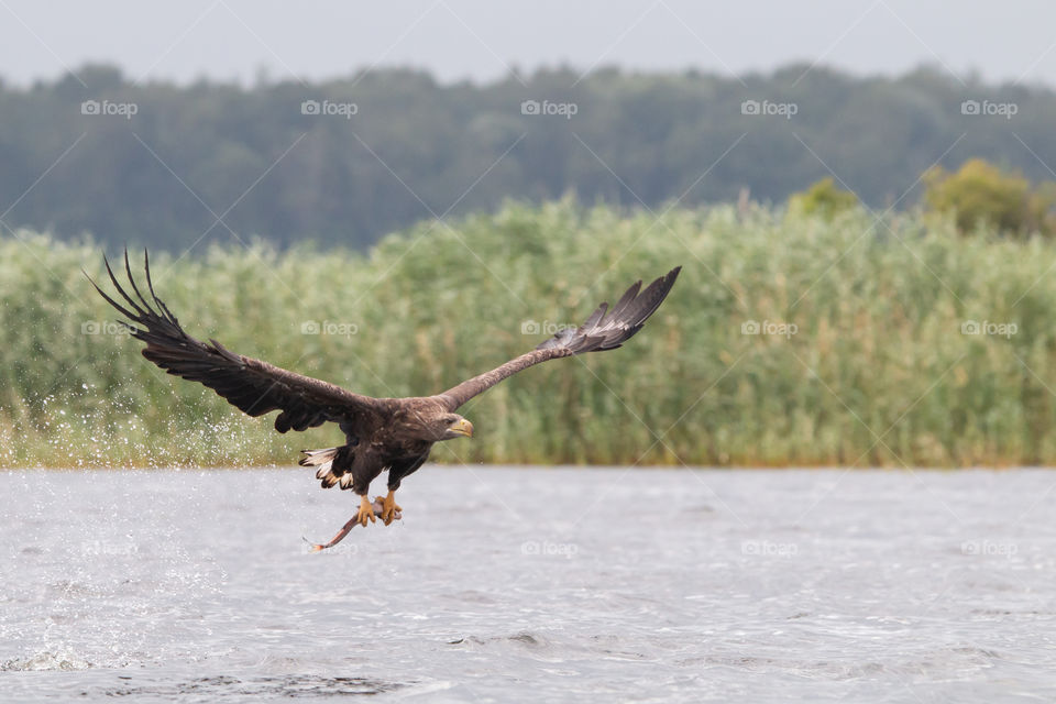The white tailed eagle with hunted fish