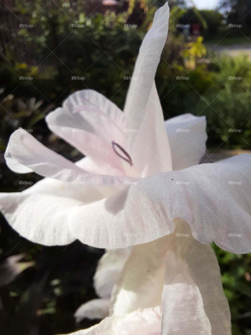 summer white flower of gladiolus