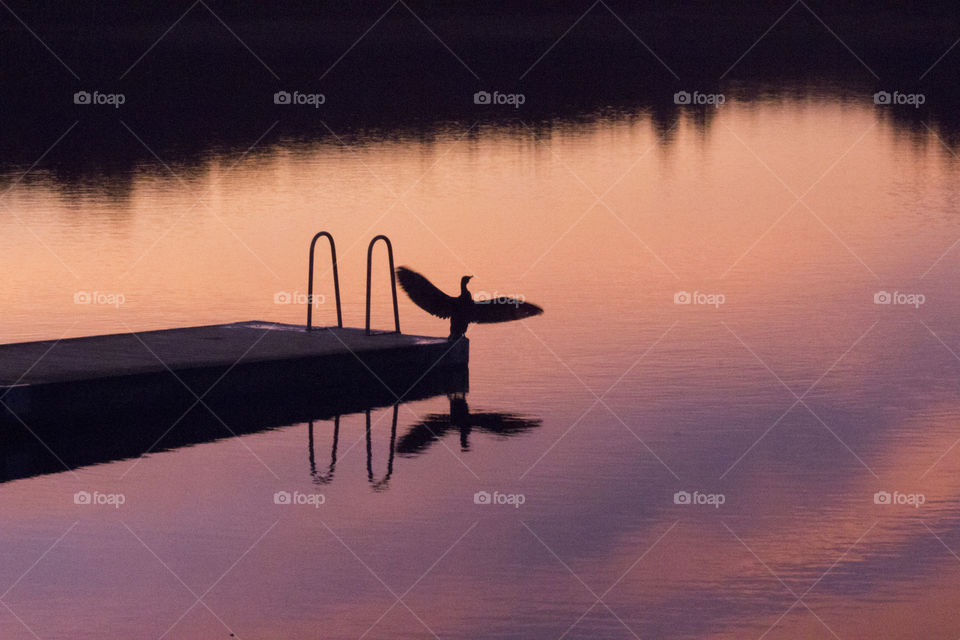 Bird on a jetty in sunset  - reflections 