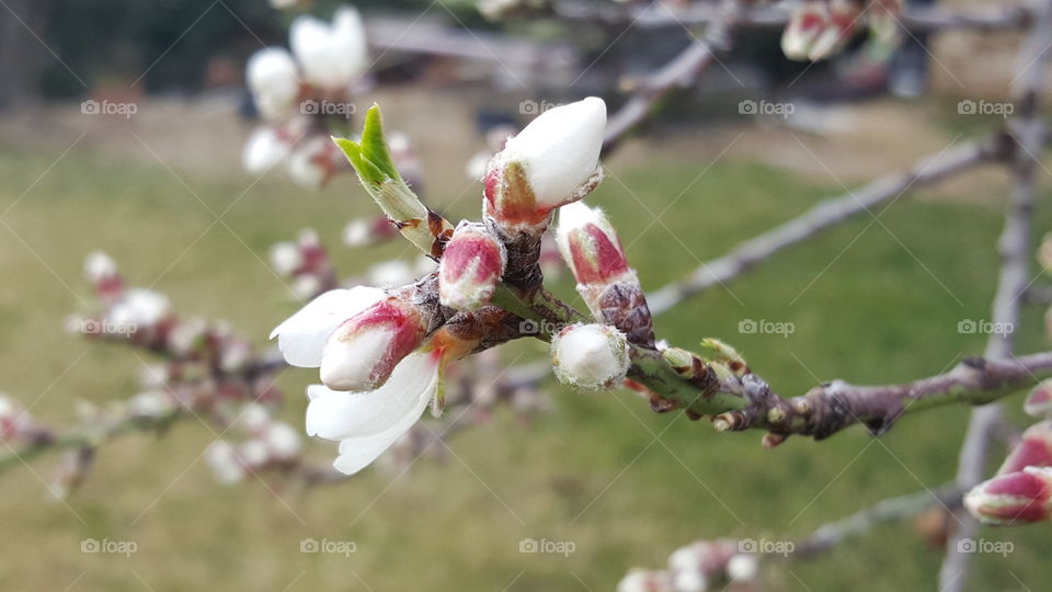 mandorlo in fiore