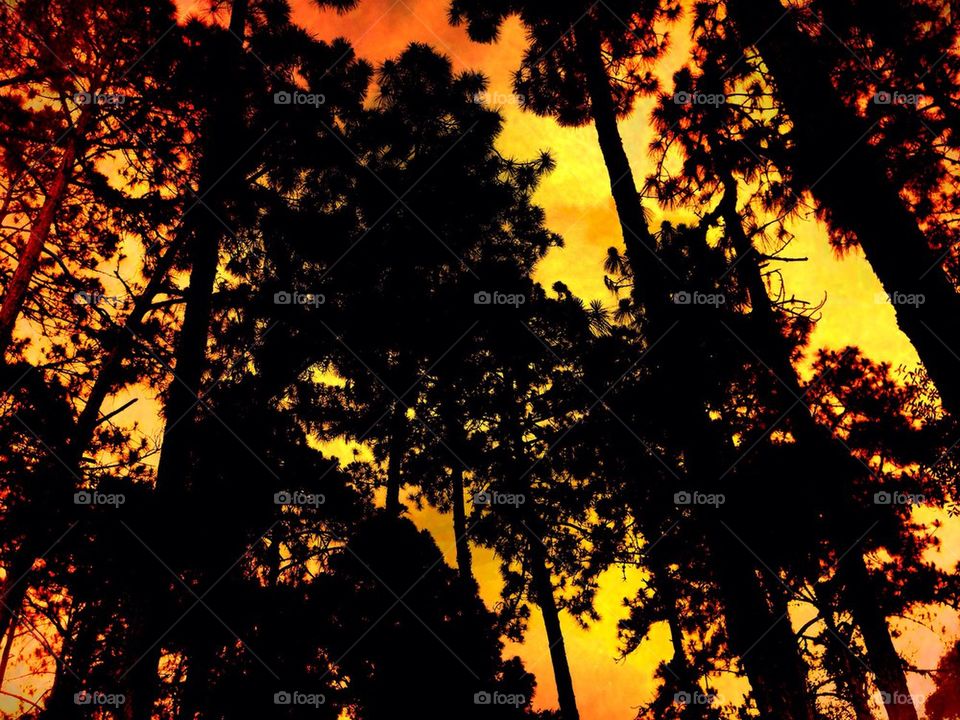 The forest in golden light