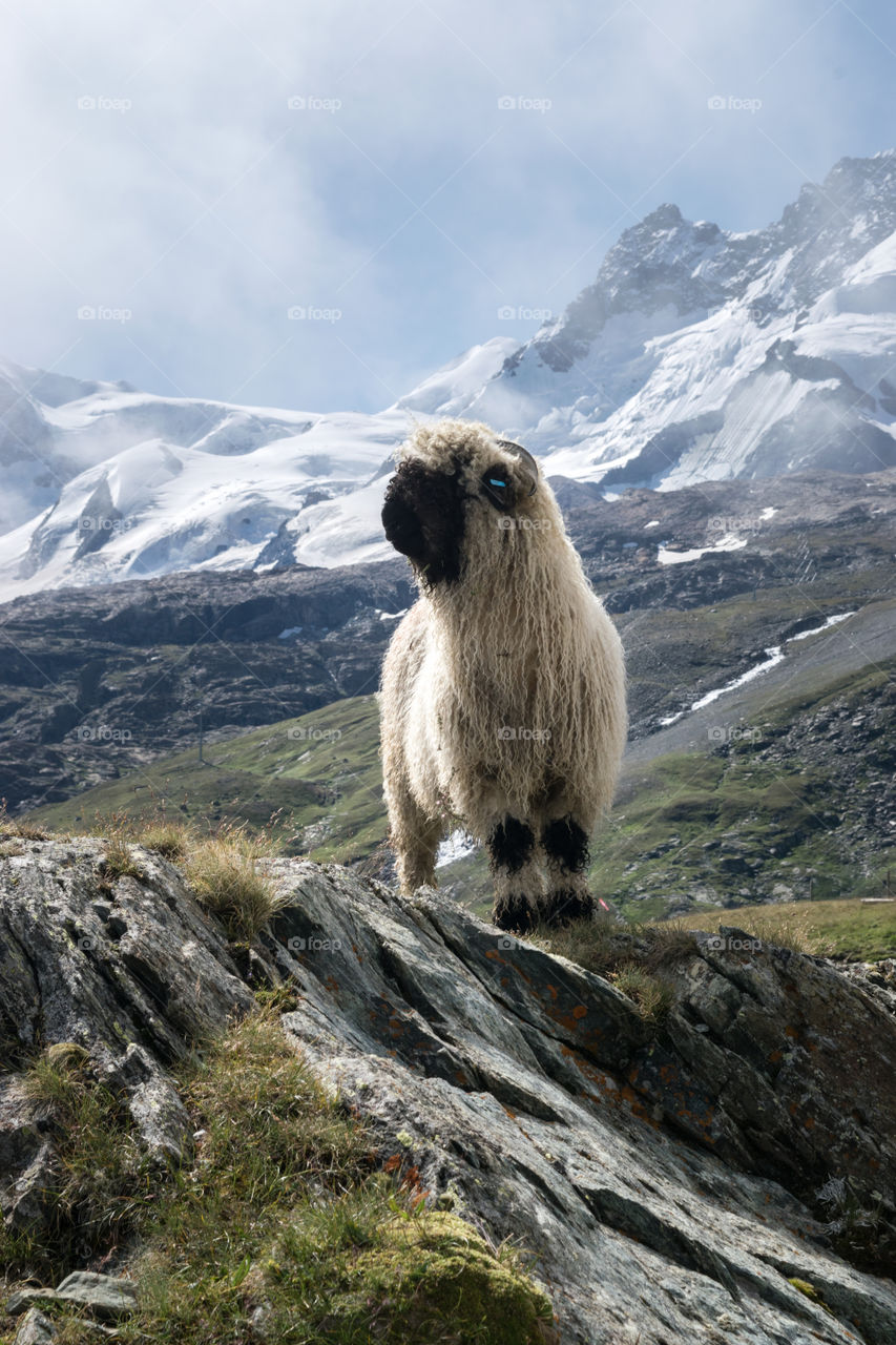 Up high in the Swiss alps a lonely sheep wonders looking for the rest of it's herd