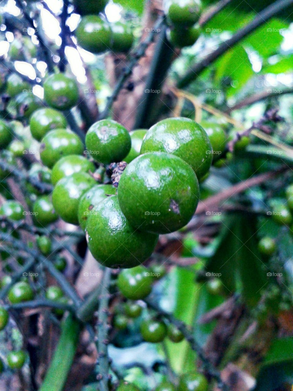 green palm seeds