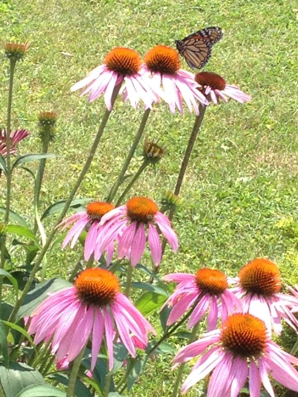Echinacea