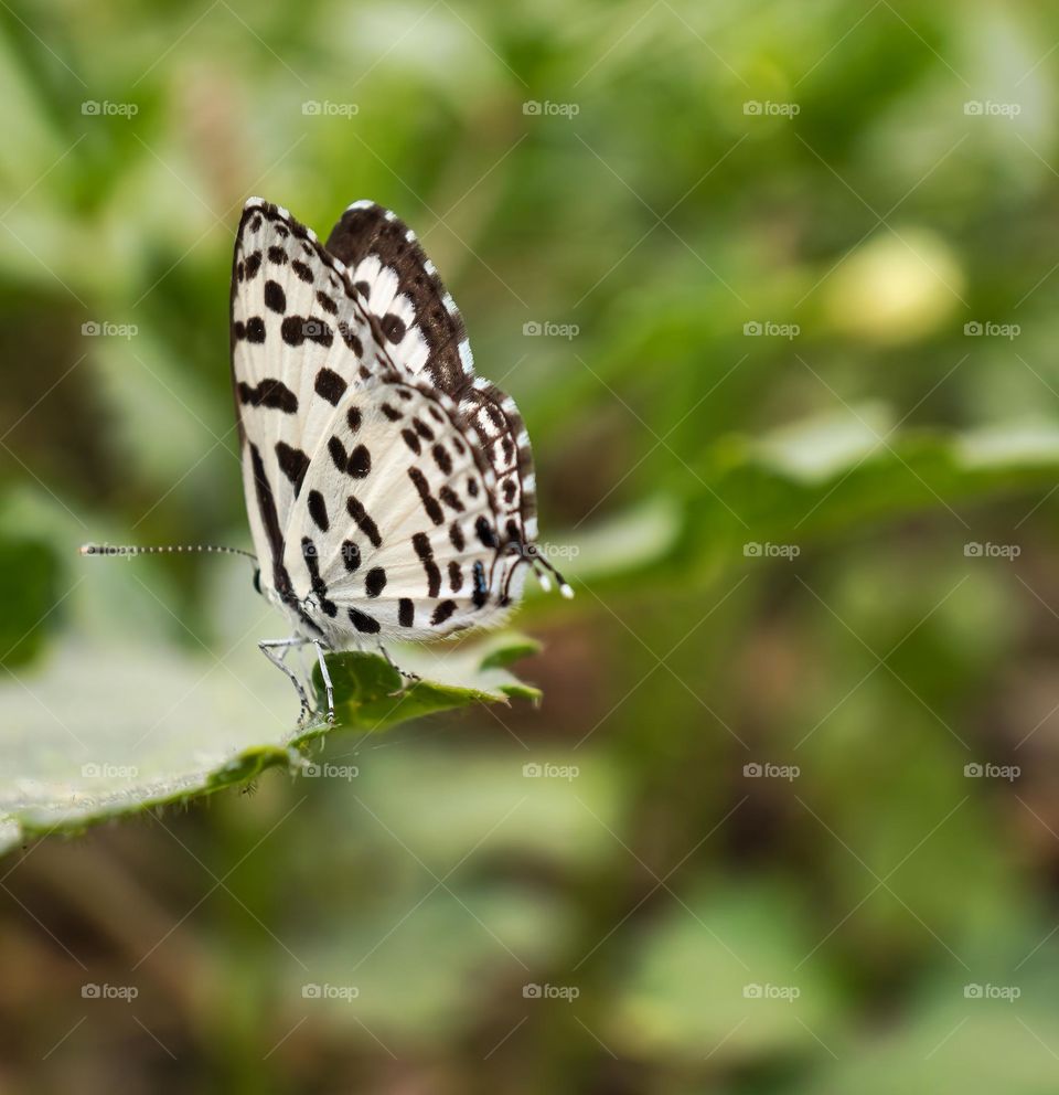 Spring season brings colorful butterfly 🦋