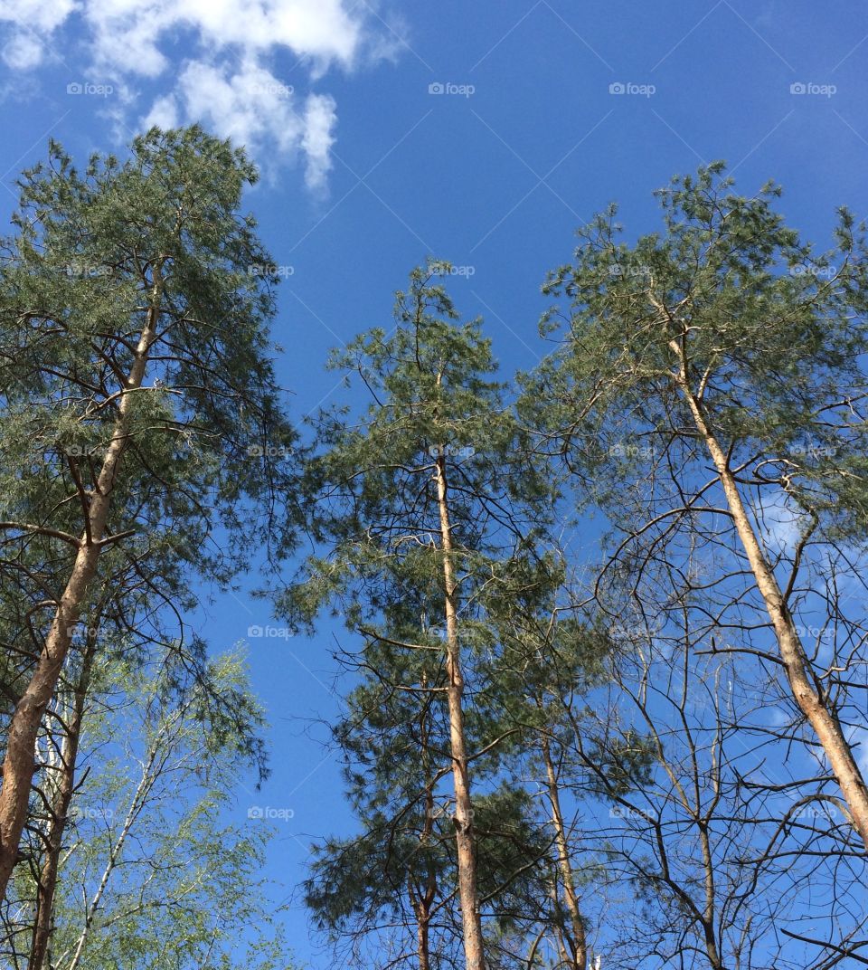 Tree, No Person, Wood, Nature, Tallest