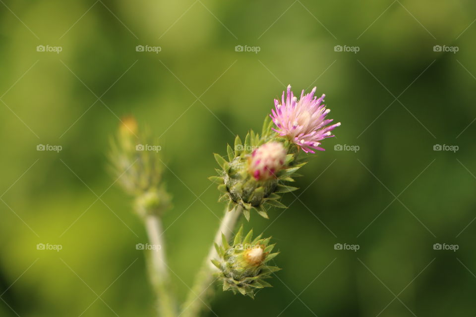 High angle view of thistle buds