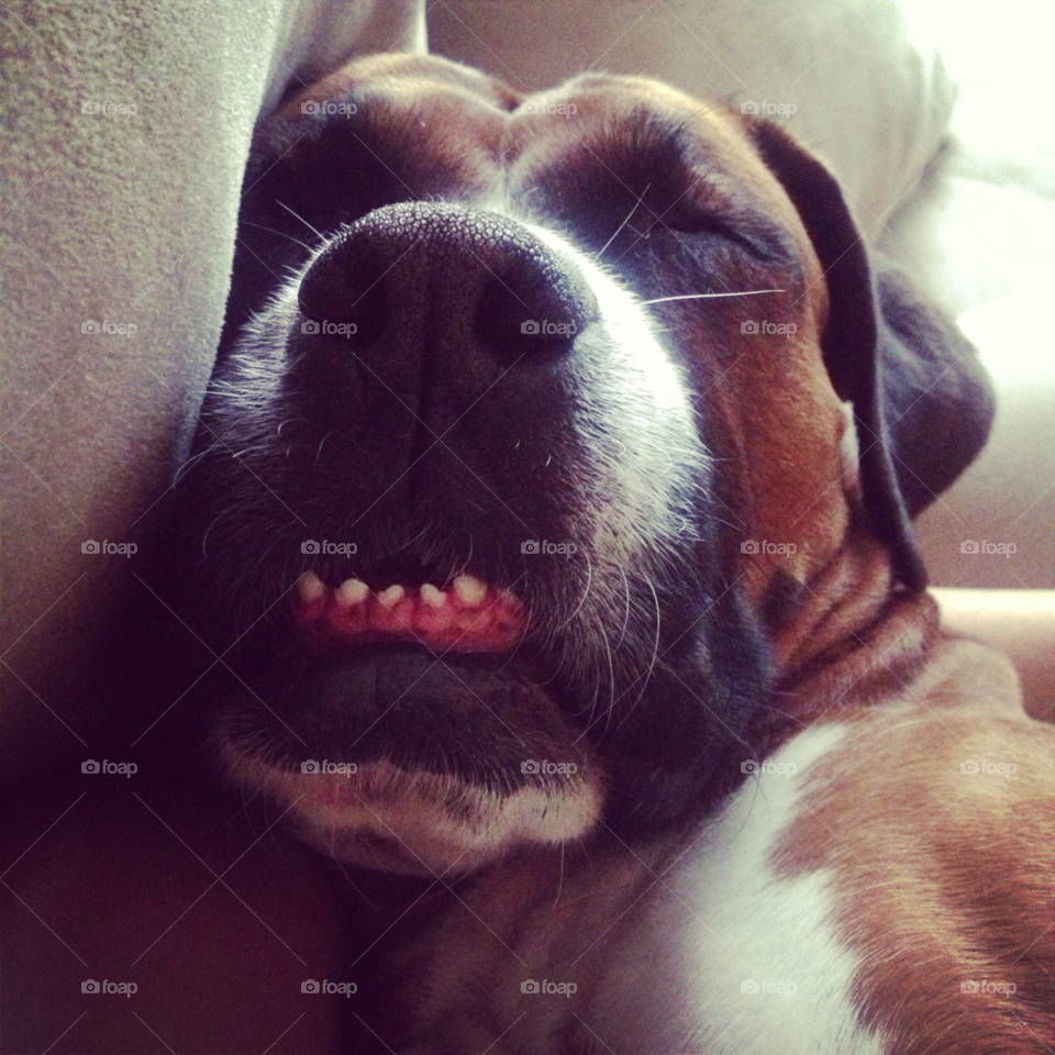 teeth dog sleepy boxer by nixxy12