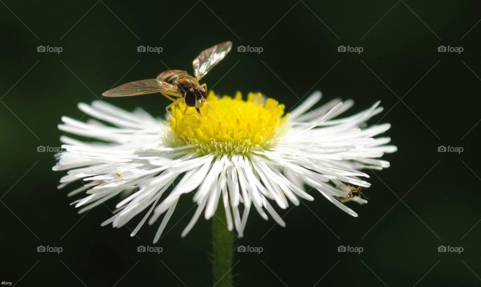 Hoverfly