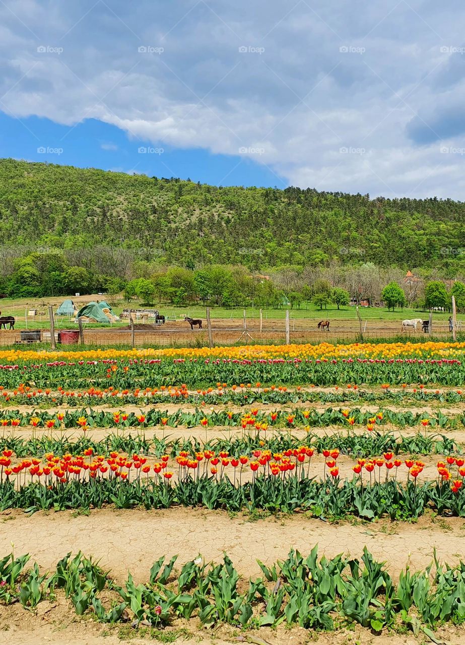 Tulips field