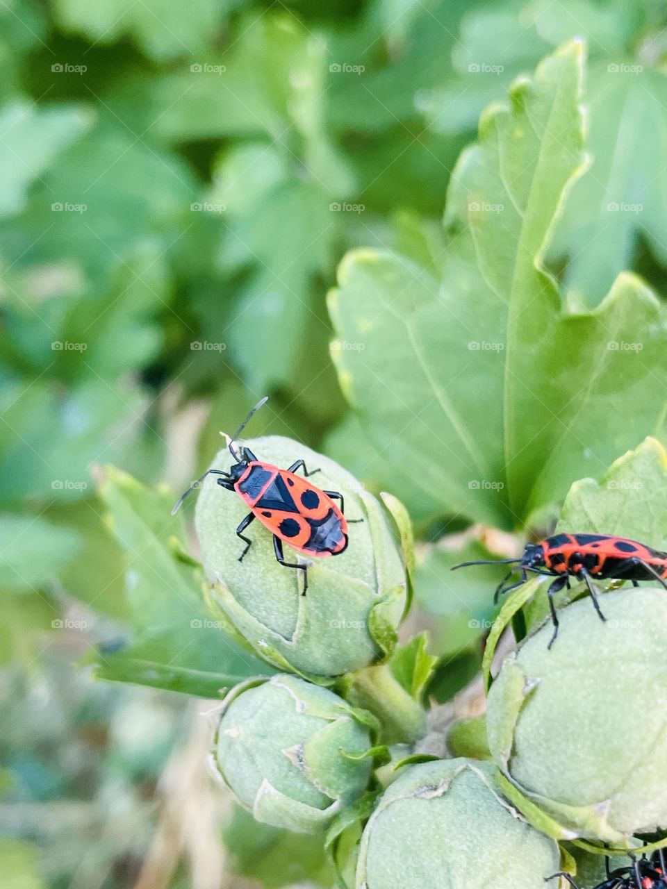 Even bedbugs can be beautiful 