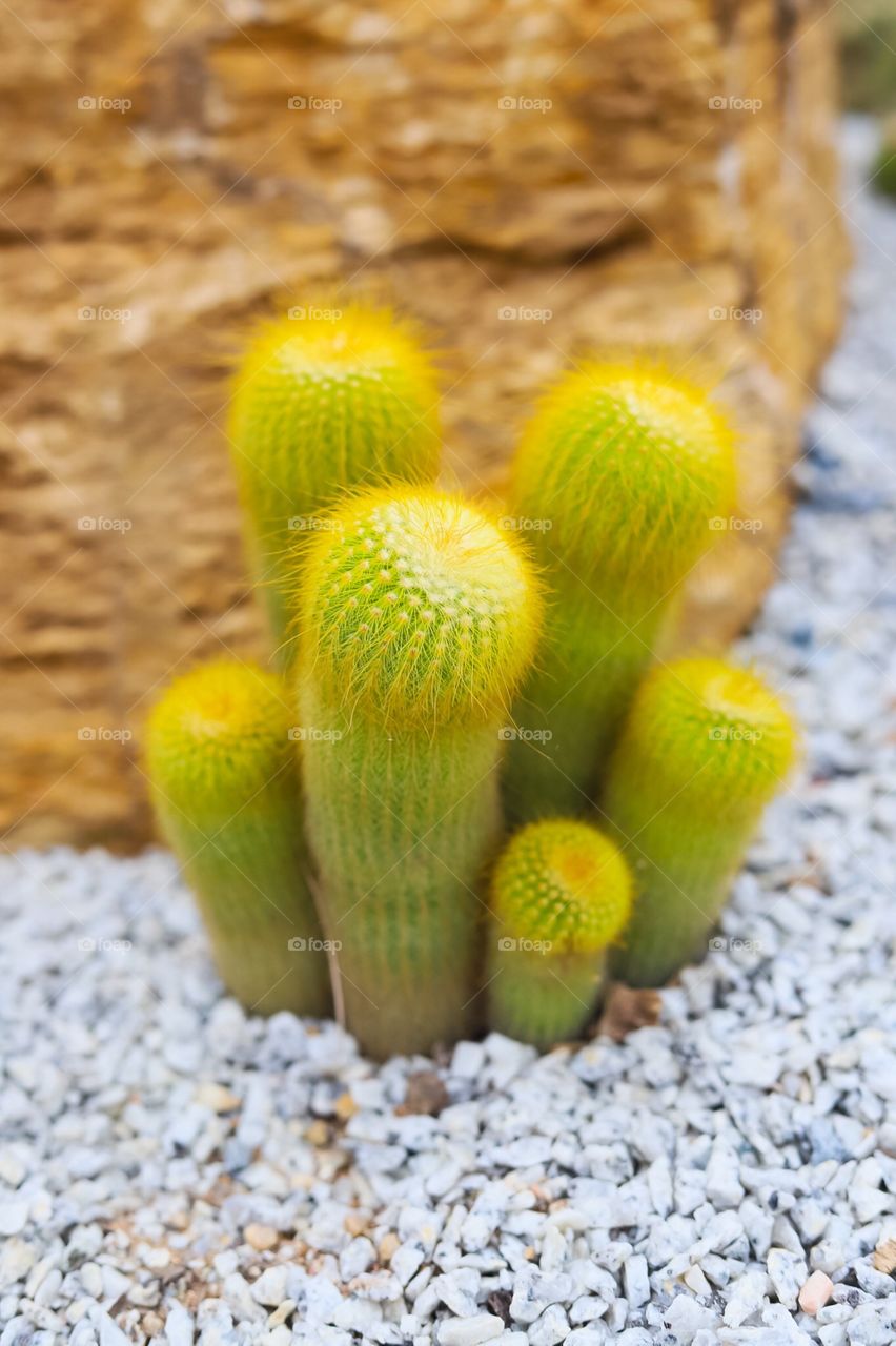 Cactus 