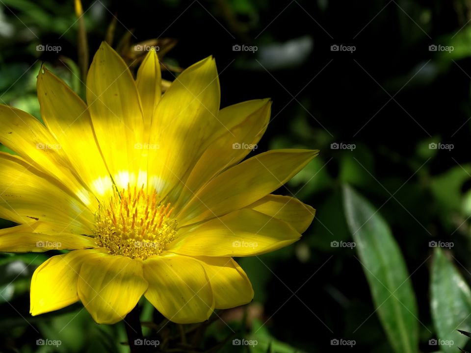 In low light how beautiful it is