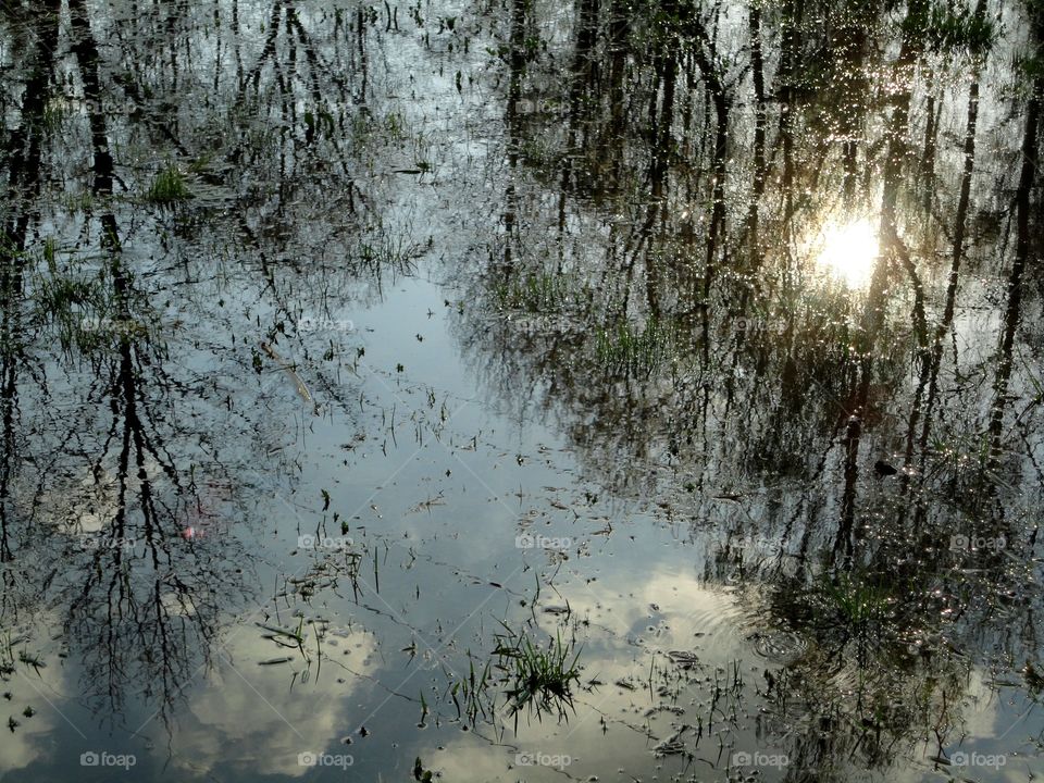 trees reflections in water