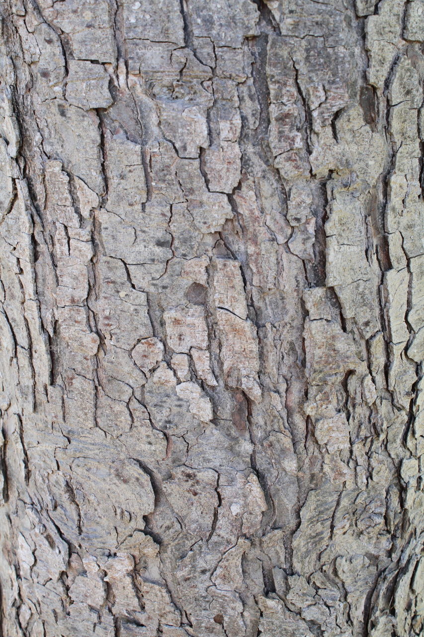 Bark Texture