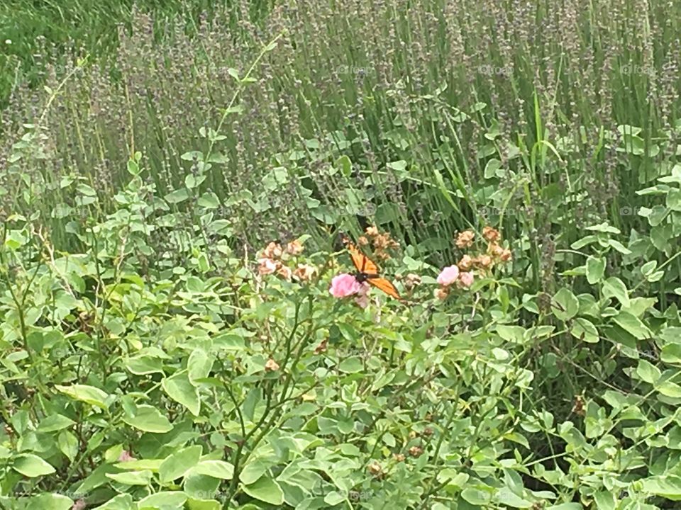 An orange butterfly on a pink flower.