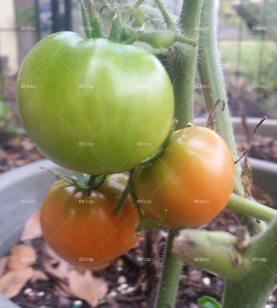 green and orange tomatoes