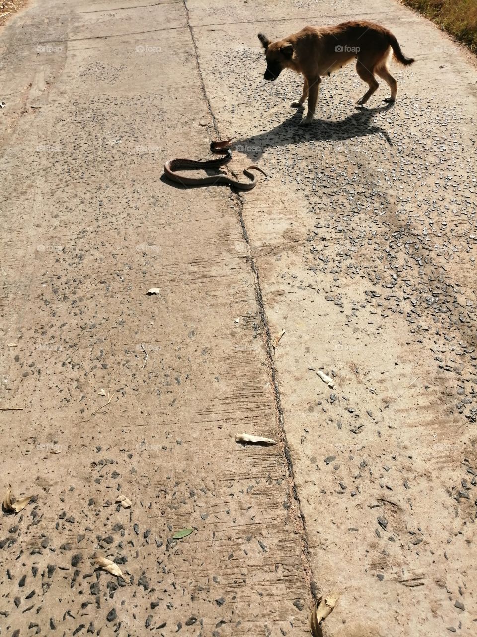 Dog killing cobra