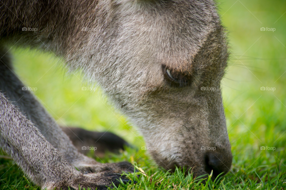 grass animal life eating by liquideyes