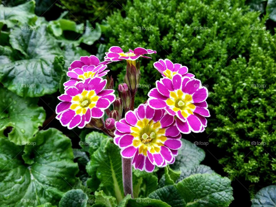 pink and yellow primula blossoms with green background