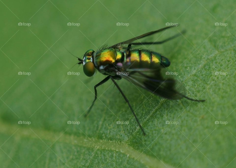 Fly . Macro photograph of a fly