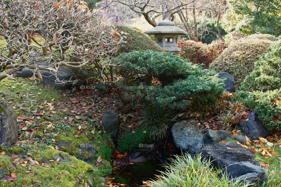 Japanese tea garden 