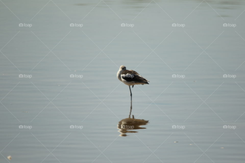 Black-Necked Stilt