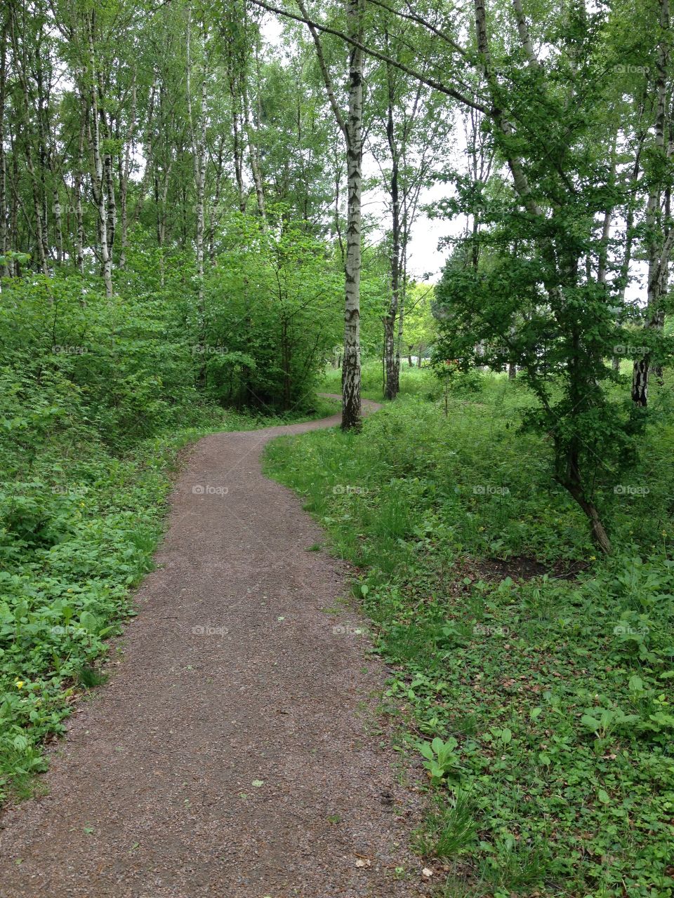 Path walk in birch wood