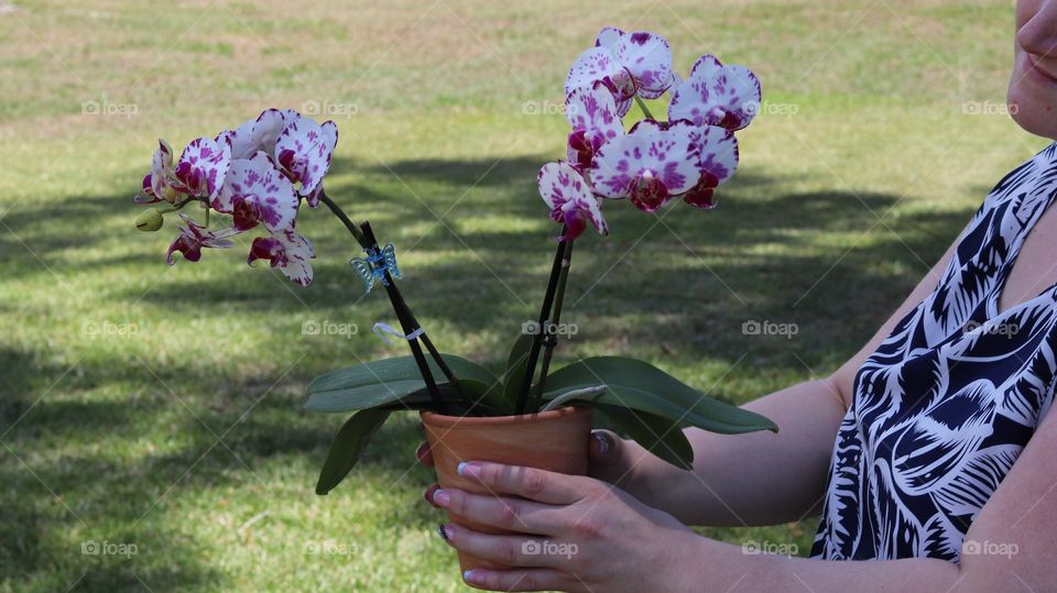 Woman holding exquisitely beautiful orchid in earthen vessel outdoors on a sunny afternoon