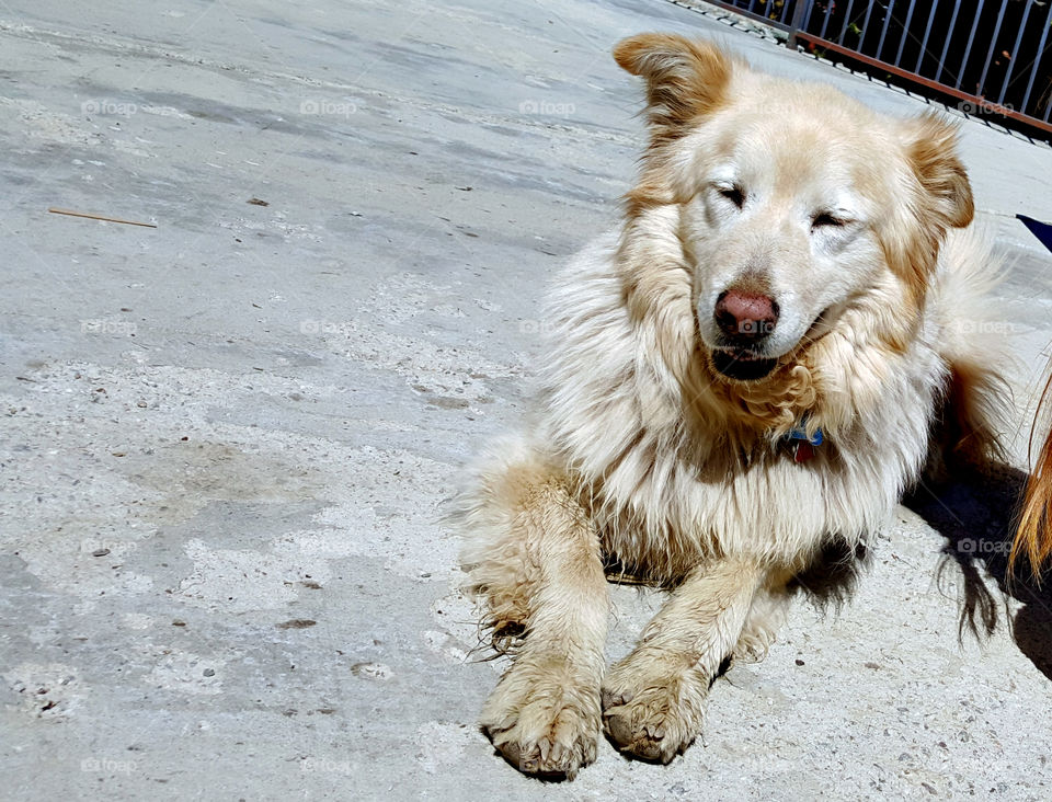 Golden retriever