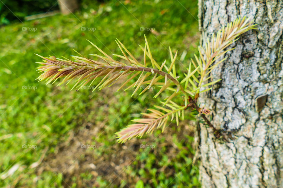 Larches leaves by closeup image